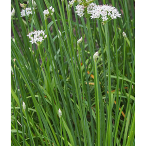 Allium tuberosum