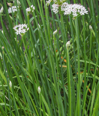 <h4>Allium tuberosum</h4>