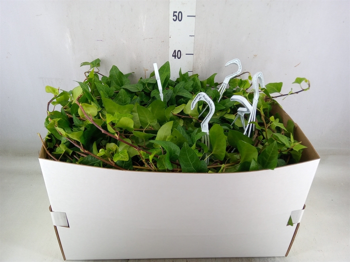 <h4>Hedera helix 'Mein Herz'</h4>