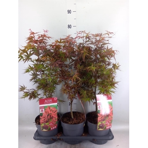 Acer palmatum 'Shaina'