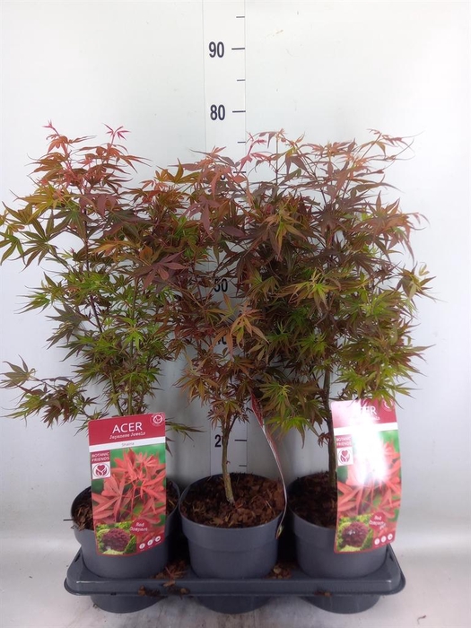 <h4>Acer palmatum 'Shaina'</h4>