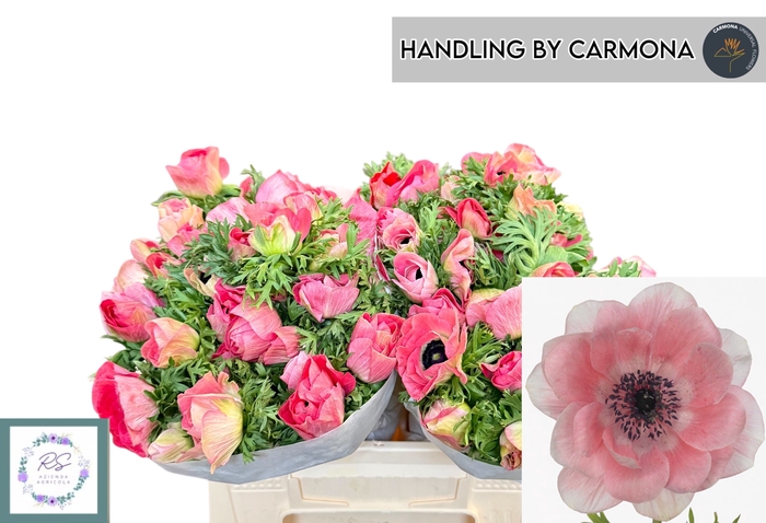 <h4>ANEM CO MIS + L PINK</h4>