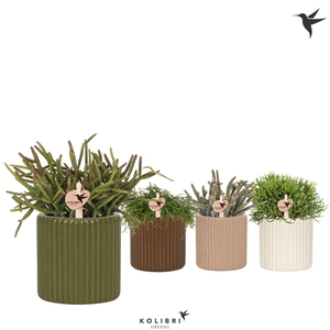 Kolibri Greens Rhipsalis mix in Ritual pot mix