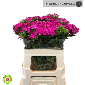 DI BARB AM NEON CHER