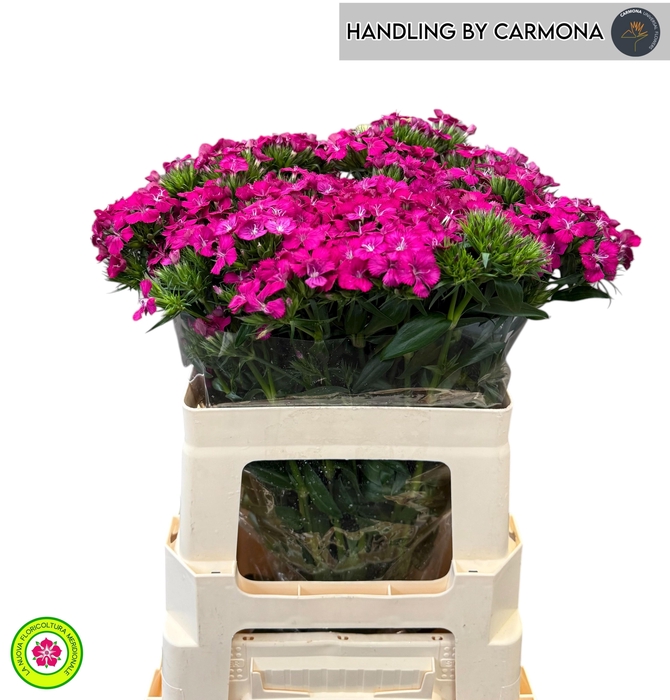 <h4>DI BARB AM NEON CHER</h4>