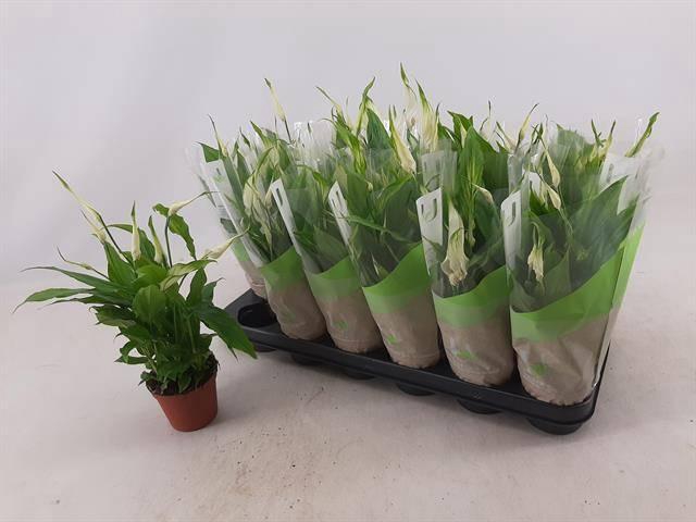 <h4>SPATH CHOPIN</h4>