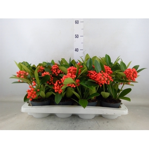 Skimmia jap. 'Temptation'