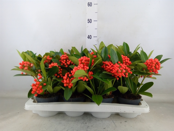 <h4>Skimmia jap. 'Temptation'</h4>