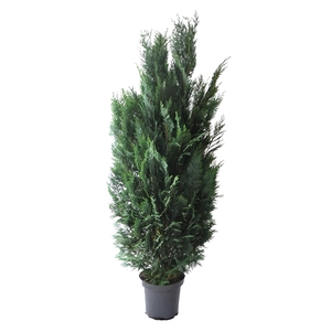 Chamaecyparis law. Columnaris, plantmaat 140-160 cm - Rondgestoken -