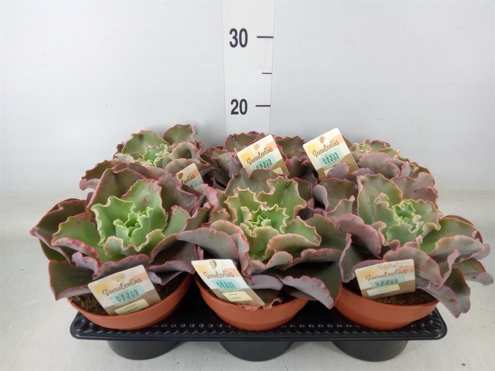 <h4>Echeveria   ...</h4>