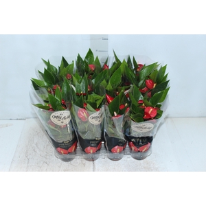 ANTHURIUM MINI MILLION FLOWERS P09