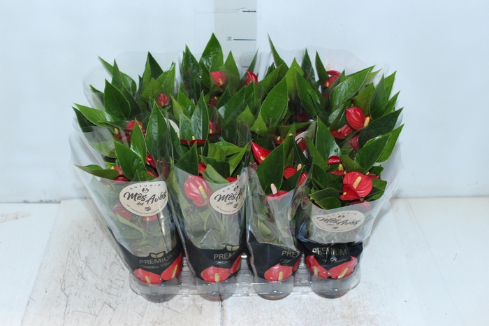 <h4>ANTHURIUM MINI MILLION FLOWERS P09</h4>