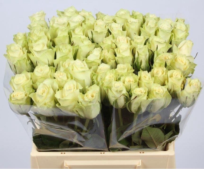 <h4>R GR ATHENA</h4>