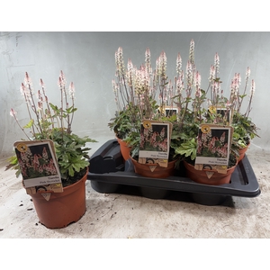 TIAR CORDIFOLIA