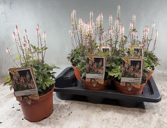 <h4>TIAR CORDIFOLIA</h4>