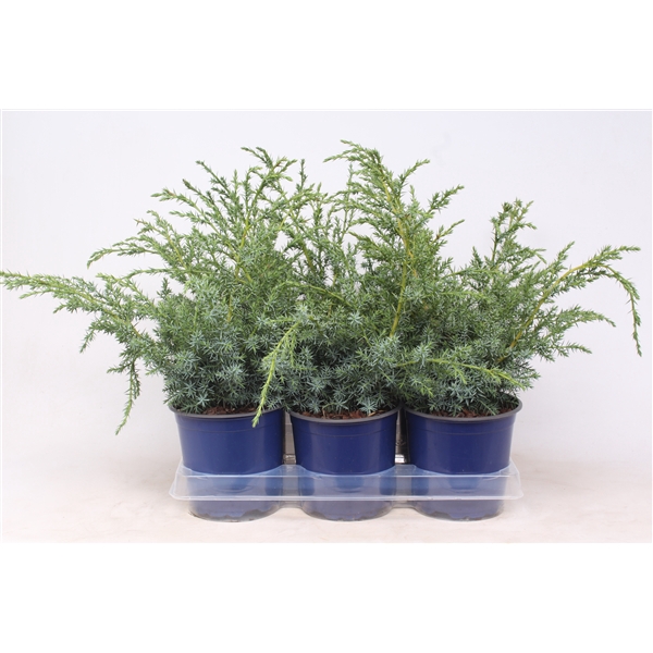 Juniperus chinensis 'Blue Alps'