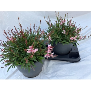 GAUR LI GEYSER PINK