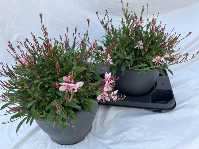 <h4>GAUR LI GEYSER PINK</h4>