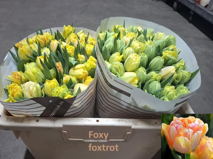 <h4>TU DU FOXY FOXTROT</h4>