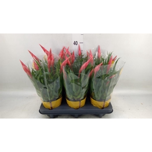 Vriesea  'Astrid'