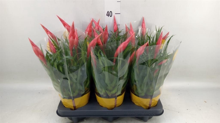 <h4>Vriesea  'Astrid'</h4>