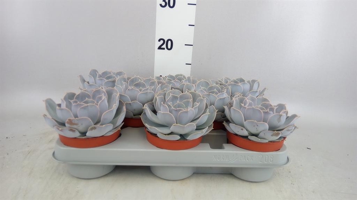 <h4>Echeveria lilacina</h4>