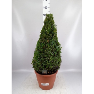 Buxus semp.   ...