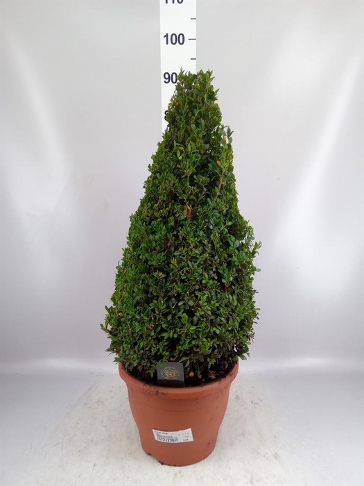 <h4>Buxus semp.   ...</h4>