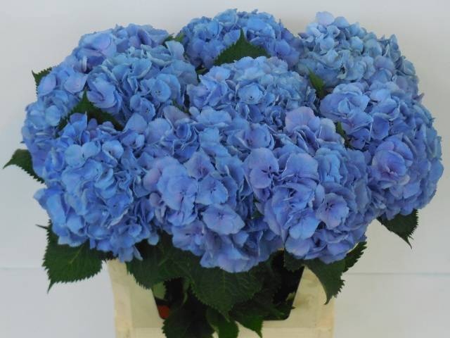 <h4>HYDR M ELBTAL BL</h4>