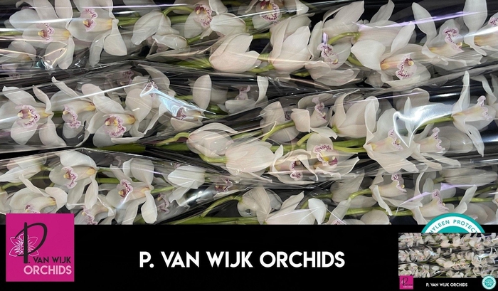 <h4>CYMB T SILVER</h4>