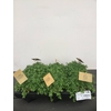 Pilea depressa
