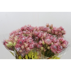 Blushing Bride Pink 2/5 Flowers