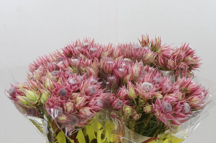 <h4>Blushing Bride Pink 2/5 Flowers</h4>