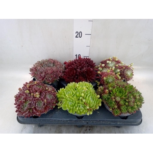 Sempervivum   ...