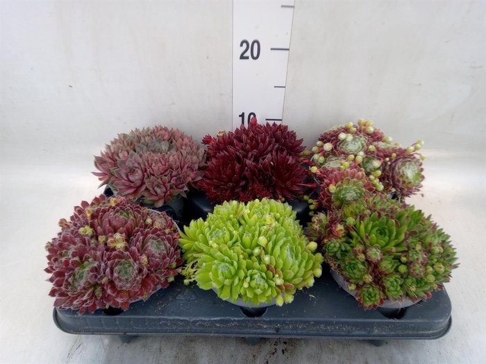 <h4>Sempervivum   ...</h4>