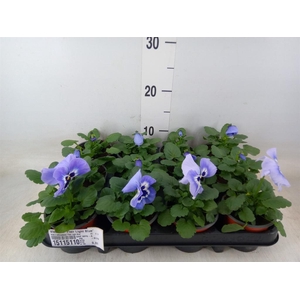 Viola wr. 'Flair Light Blue'