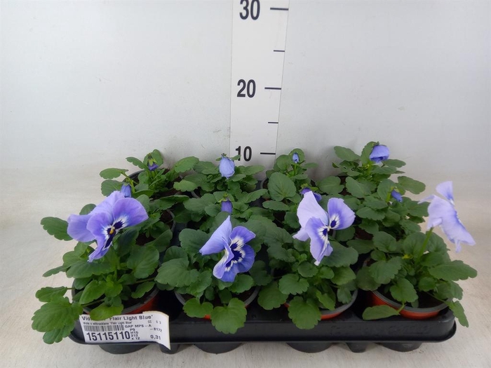 <h4>Viola wr. 'Flair Light Blue'</h4>