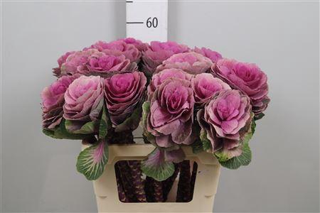 <h4>Brass Red Crane</h4>