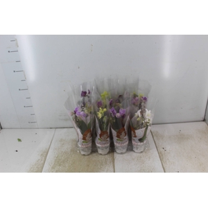 PHALAENOPSIS MINI P06