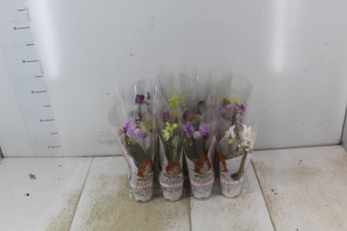 <h4>PHALAENOPSIS MINI P06</h4>