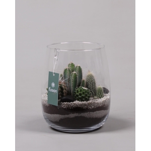 Glazen vaas met Cactussen