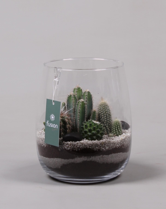 <h4>Glazen vaas met Cactussen</h4>