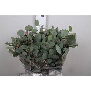 Euc Populus Per Bunch Extra
