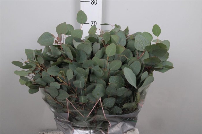 <h4>Euca Populus Blad Per Bunch 300 Gram</h4>