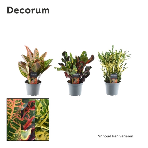 Croton kopstek 3-5 pp gemengd (Decorum)