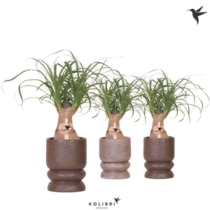 Kolibri Greens Beaucarnea in Vintage pot mix