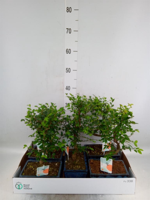 <h4>Bonsai   ...</h4>