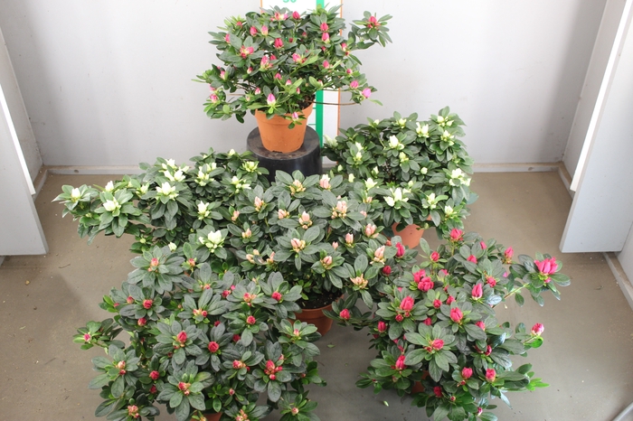 RHODO SI V GEM 4 KLEUREN