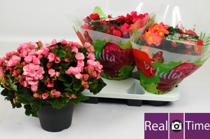 <h4>BEG EN BETULIA GEM</h4>