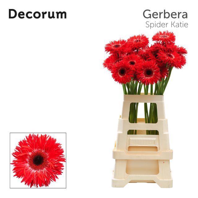 <h4>Gerbera Spider Katie Water x40 Lang</h4>